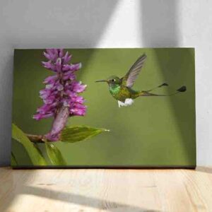 Colibrí decoracion pared cuadro canvas Booted Rackettail