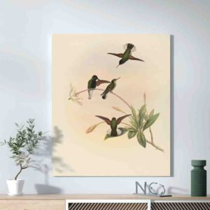 Colibrí decoracion pared cuadro canvas Callipharus nigriventris