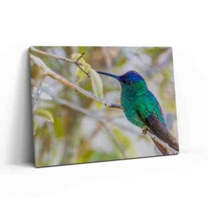 Pinturas De Colibries canvas Colibrí en la rama de un árbol