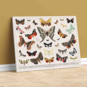 Pinturas modernas para sala Calisificación de las mariposas (1894