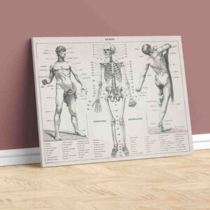 Elegantes cuadros para sala Cuerpo humano (1900 - Pierre Larousse