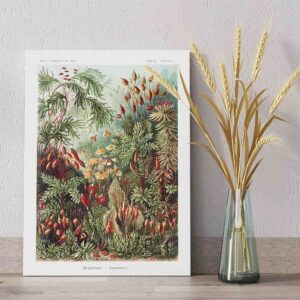 Cuadros modernos para sala pequeña Muscinae–Laubmoose- Ernst Haeckel