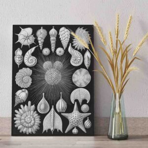 Cuadros modernos en canvas Thalamophora – Kammerlinge