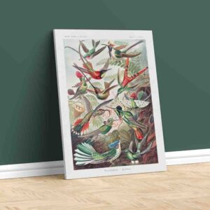 Cuadro para comedor moderno Trochilidae–Kolibris - Ernst Haeckel