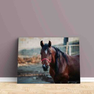 Cuadros De Caballos Para Sala Canvas 11