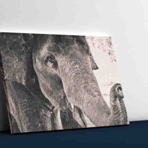 Cuadros De Elefantes Modernos En Canvas 5