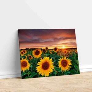 Cuadros De Girasoles Decoracion Canvas 4