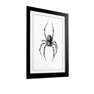 Cuadro Araña Negra Halloween
